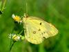 노랑나비(Colias erate) - Eastern Pale Clouded Yellow Butterfly