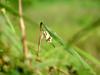 꼬리명주나비(Sericinus montela) 여름형 암컷 - Sericin Swallowtail Butterfly