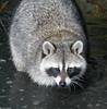 A couple critters - raccoon1.jpg