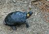 A couple critters - Bog Turtle (Clemmys muhlenbergii)100.jpg