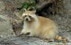 A couple critters - blond raccoon.jpg