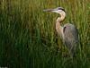 Great Blue Heron2.jpg -- great blue heron (Ardea herodias)