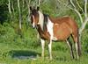 Assateague Pony001.jpg