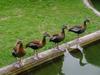 Black-bellied Whistling Duck