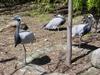 Demoiselle cranes - Grou/gr??a