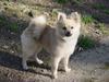 pomeranian dog