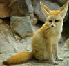 Fennec Fox