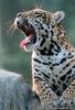 Yawning Jaguar