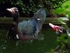 domesticated muscovy ducks