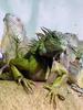 GREEN IGUANAs