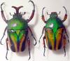 beetles