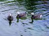 Geese - greylag goose (Anser anser)