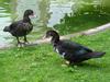 Muscovy duck pair