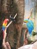 scarlet macaw, red-billed toucan & Catalina macaw