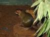 orange-rumped agouti (Dasyprocta leporina)