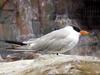 tern