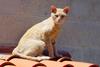 gato, cat