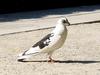 Columba livia var. domestica