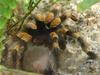 tarantula