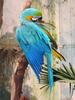 Catalina Macaw