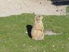 prairie dog