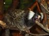 Common Marmoset (Callithrix jacchus)