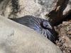 Vulturine Guineafowl