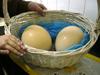 eggs of an ostrich - ovos de avestruz