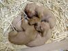 pups