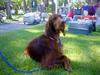 Irish setter