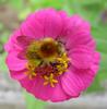 bumble bee - ab??zcaro