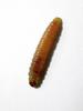 caterpillar of the apples - verme da maz??