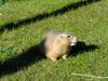 prairie dog