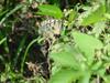 꼬리명주나비(Sericinus montela) 여름형 암컷 - Sericin Swallowtail Butterfly