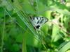 꼬리명주나비(Sericinus montela) 여름형 암컷 - Sericin Swallowtail Butterfly