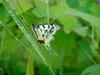 꼬리명주나비(Sericinus montela) 여름형 암컷 - Sericin Swallowtail Butterfly