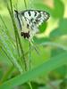 꼬리명주나비(Sericinus montela) 여름형 암컷 - Sericin Swallowtail Butterfly