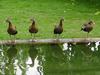 Black-bellied Whistling Duck