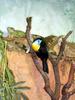 Channel-billed toucan & green iguana