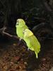 One of the Amazon Parrot species