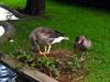 ducks