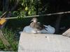 mandarin duck (Aix sponsa)