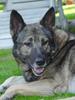 German shepperd