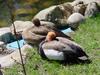 Common Pochard (Aythya ferina) pair