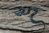 Eastern Kingsnake (Lampropeltis getula getula)501.jpg