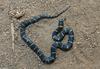 Eastern Kingsnake (Lampropeltis getula getula)502.jpg