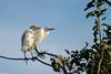 egrets500.jpg