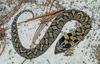 eastern hognose snake 500.jpg