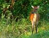 sika deer 501.jpg