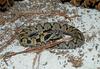 eastern hognose snake 501.jpg